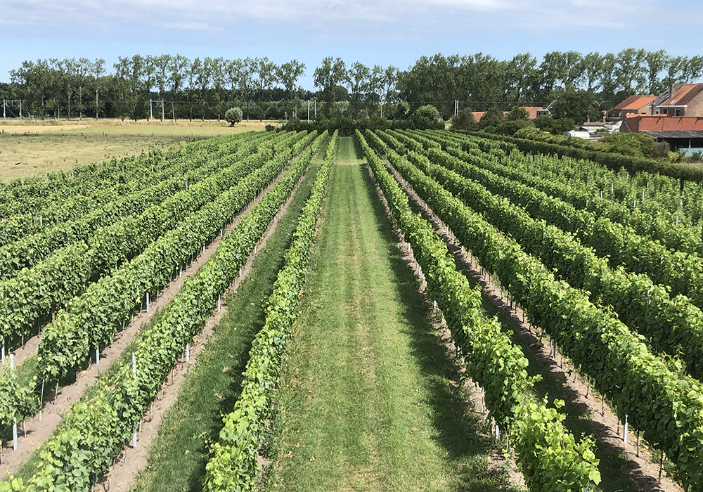 Wijndomein - uitzicht op de wijnstruiken